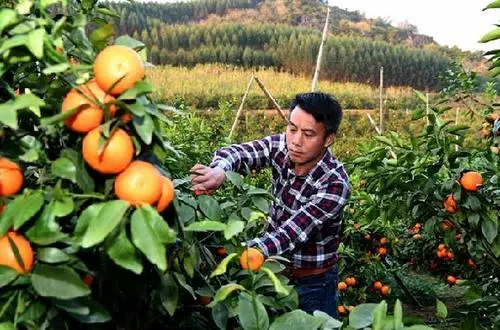 司普沃淺談柑橘苗疫病防治技術(shù)與管理