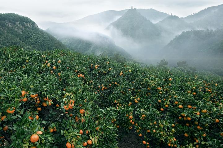 司普沃淺談柑橘全年施肥技術(shù)與管理