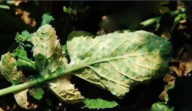 油菜白粉病嚴重化？如何防治？別急，司普沃給出了見解