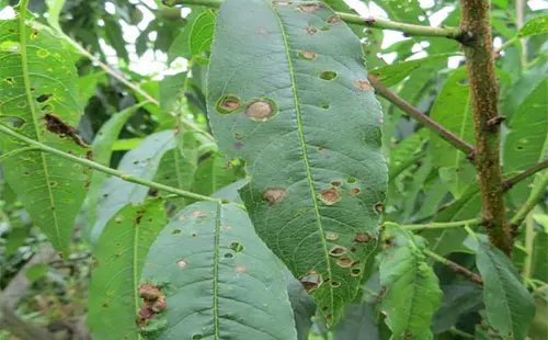 司普沃淺談桃樹(shù)細(xì)菌性穿孔病防治技術(shù)與管理