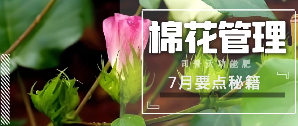 聚焦7月，新疆棉花管理秘籍