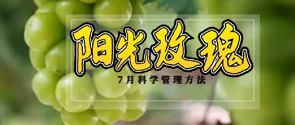 7 月，陽光玫瑰種植管理的黃金時刻